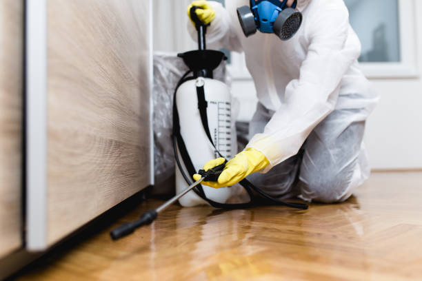 Best Termite Control Services  in Solon, IA