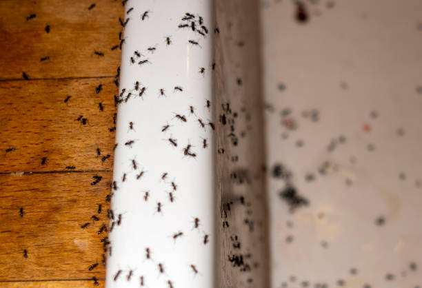 Best Emergency Pest Control  in Solon, IA